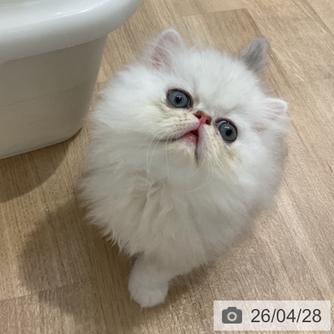 ペルシャの写真