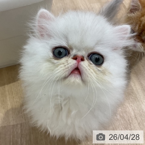 ペルシャの写真