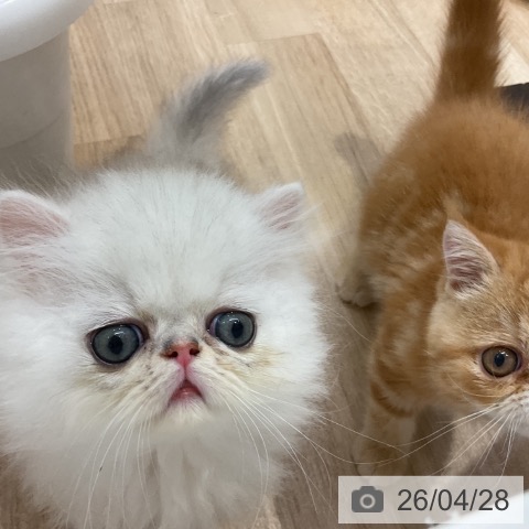 ペルシャの写真