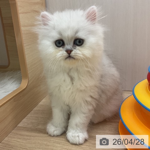 ペルシャの写真