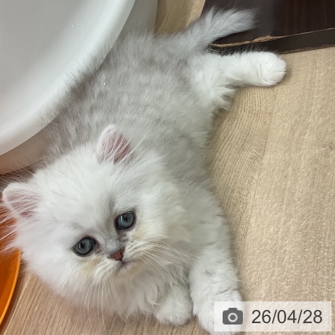 ペルシャの写真