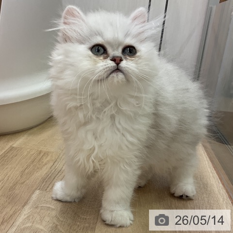 愛知県のペルシャ (ペットプラス 岡崎店/2026年2月25日生まれ/男の子/チンチラシルバー)の子猫の3枚目の画像