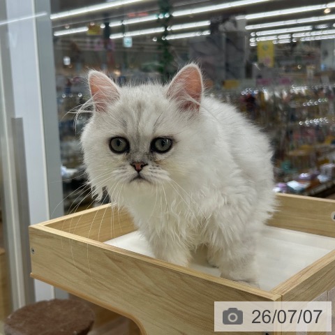愛知県のペルシャ (ペットプラス 豊橋牧野店/2026年2月25日生まれ/男の子/チンチラシルバー)の子猫の3枚目の画像