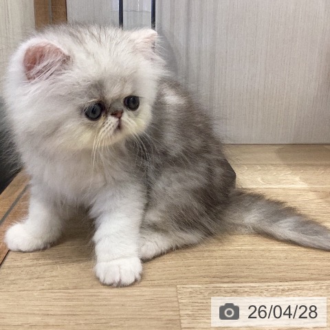 ペルシャの写真