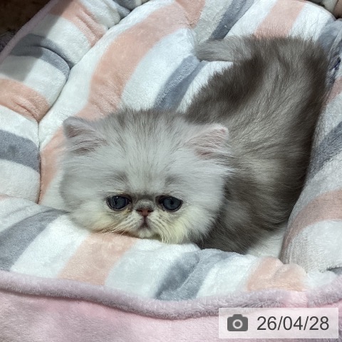 ペルシャの写真