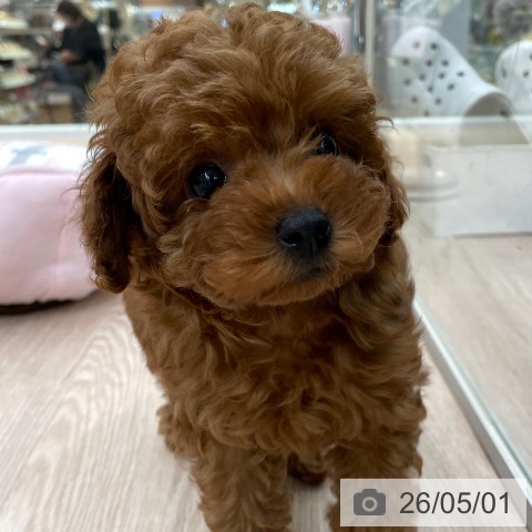 愛知県のトイプードル(トイ) (ペットプラス 豊田店/2026年2月24日生まれ/男の子/レッド)の子犬の4枚目の画像