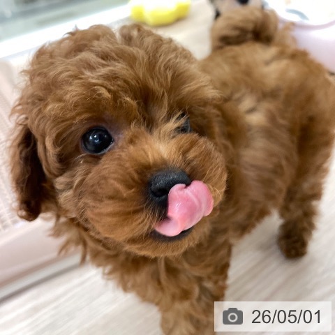愛知県のトイプードル(トイ) (ペットプラス 豊田店/2026年2月24日生まれ/男の子/レッド)の子犬の3枚目の画像