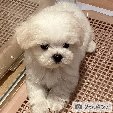 マルチーズの写真