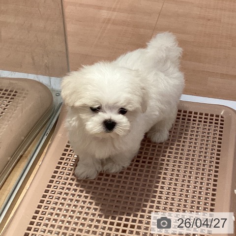 マルチーズの写真