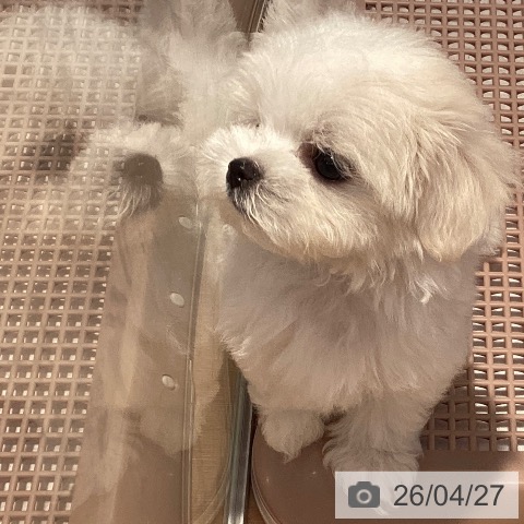 マルチーズの写真