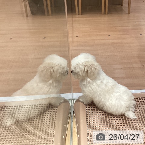 マルチーズの写真