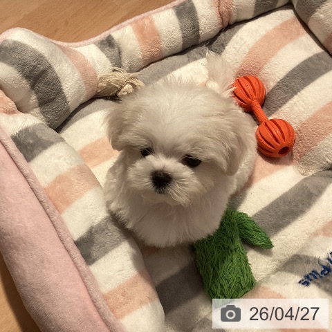 マルチーズの写真