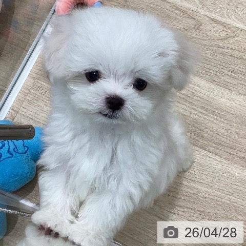 岐阜県のマルチーズ (ペットプラス 各務原店/2026年2月24日生まれ/男の子/ホワイト)の子犬の3枚目の画像