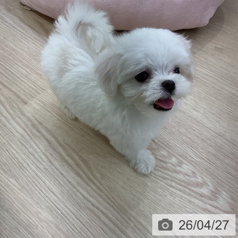 マルチーズの写真