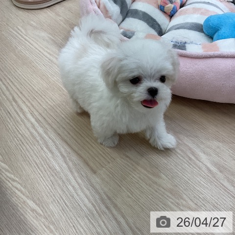 マルチーズの写真