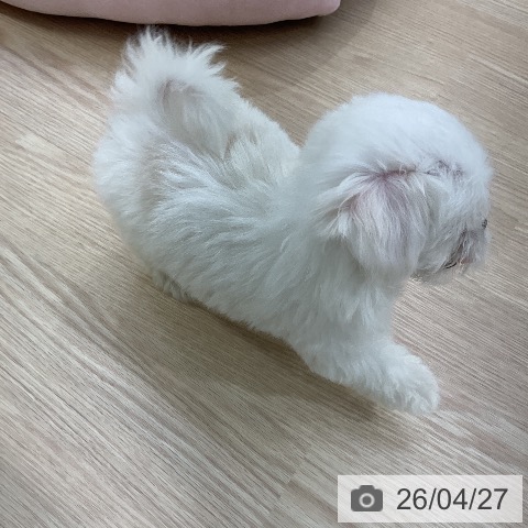 マルチーズの写真