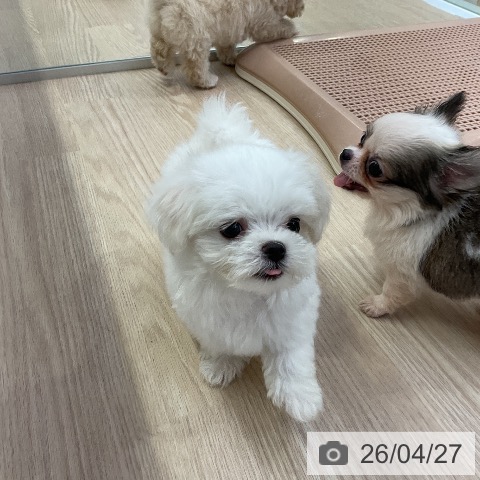 マルチーズの写真