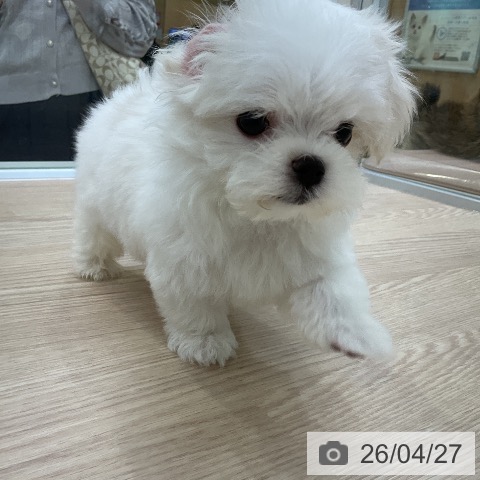 マルチーズの写真