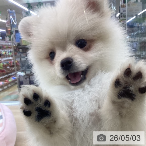 愛知県のポメラニアン (ペットプラス 千音寺店/2026年2月24日生まれ/男の子/クリーム)の子犬の3枚目の画像