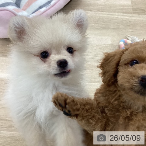 愛知県のポメラニアン (ペットプラス 千音寺店/2026年2月24日生まれ/男の子/クリーム)の子犬の4枚目の画像