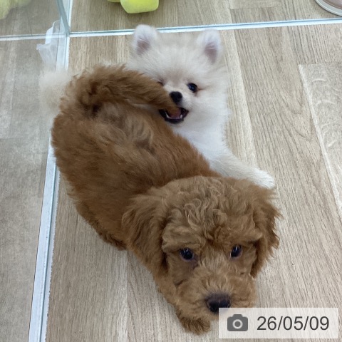 愛知県のポメラニアン (ペットプラス 千音寺店/2026年2月24日生まれ/男の子/クリーム)の子犬の3枚目の画像