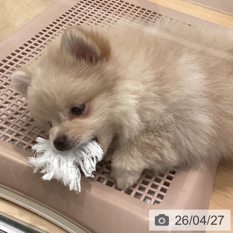 ポメラニアンの写真