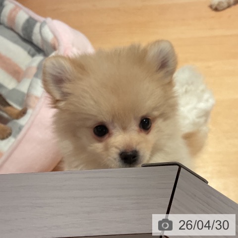 愛知県のポメラニアン (ペットプラス 名古屋茶屋店/2026年2月24日生まれ/女の子/クリーム)の子犬の4枚目の画像