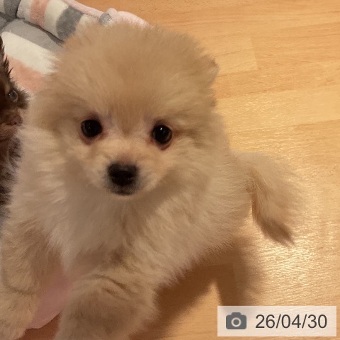 愛知県のポメラニアン (ペットプラス 名古屋茶屋店/2026年2月24日生まれ/女の子/クリーム)の子犬の3枚目の画像