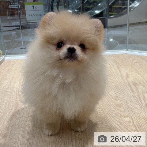 ポメラニアンの写真