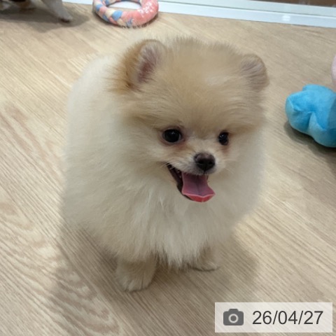 ポメラニアンの写真