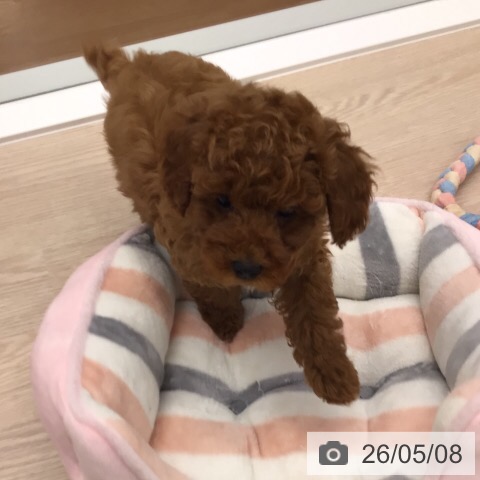 福井県のトイプードル(トイ) (ペットプラス 福井店/2026年2月25日生まれ/女の子/レッド)の子犬の4枚目の画像