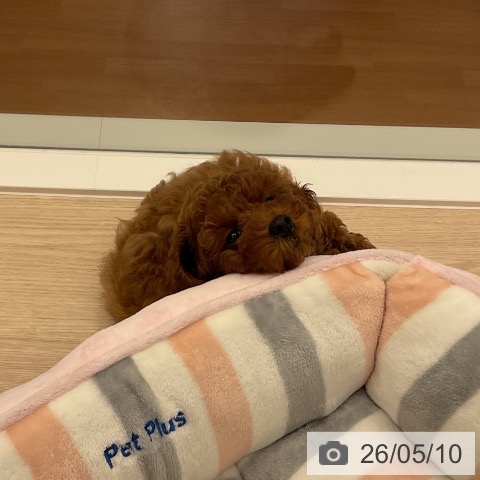 福井県のトイプードル(トイ) (ペットプラス 福井店/2026年2月25日生まれ/女の子/レッド)の子犬の3枚目の画像