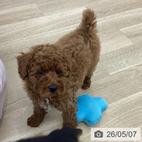 愛知県のトイプードル(トイ) (ペットプラス みなと店/2026年2月25日生まれ/女の子/レッド)の子犬の4枚目の画像