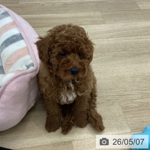 愛知県のトイプードル(トイ) (ペットプラス みなと店/2026年2月25日生まれ/女の子/レッド)の子犬の3枚目の画像