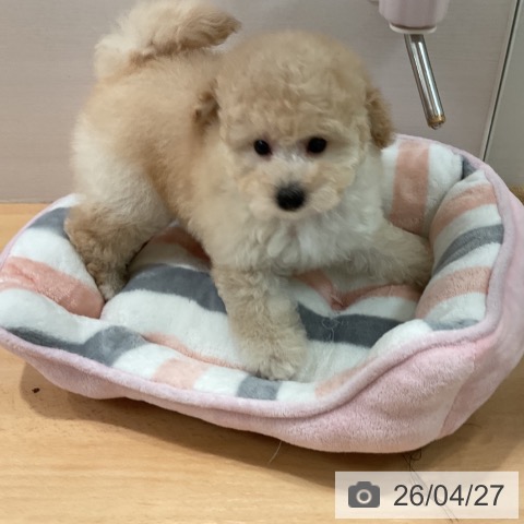 トイ・プードルの写真