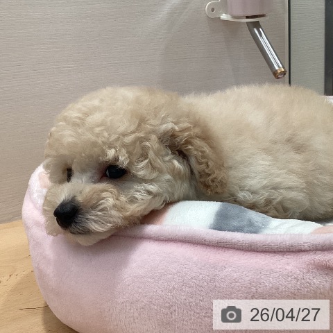 トイ・プードルの写真