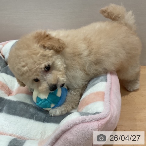 トイ・プードルの写真