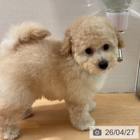 トイ・プードルの写真