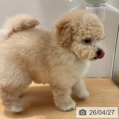 トイ・プードルの写真