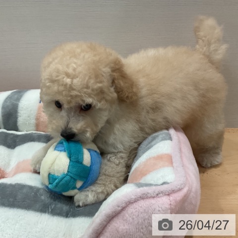 トイ・プードルの写真