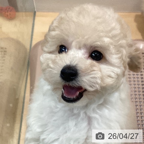 トイ・プードルの写真