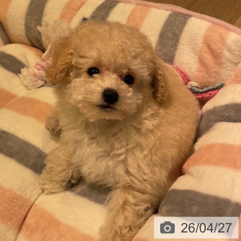 愛知県のトイプードル(トイ) (ペットプラス 岡崎店/2026年2月24日生まれ/女の子/クリーム)の子犬の3枚目の画像