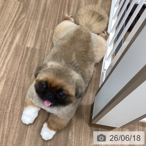 ペキニーズの写真