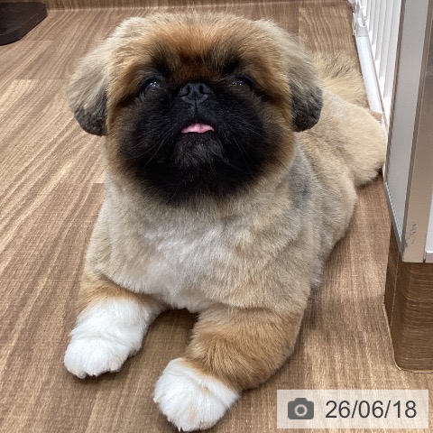 ペキニーズの写真