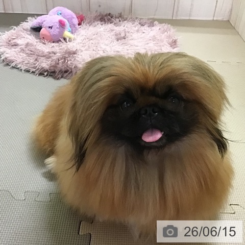 ペキニーズの写真