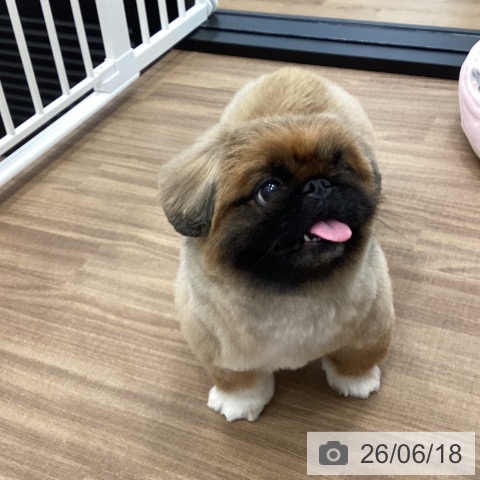 ペキニーズの写真