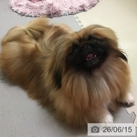 ペキニーズの写真