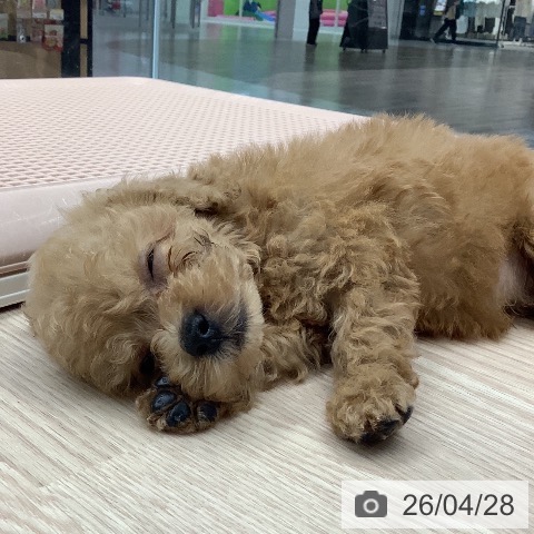 トイ・プードルの写真