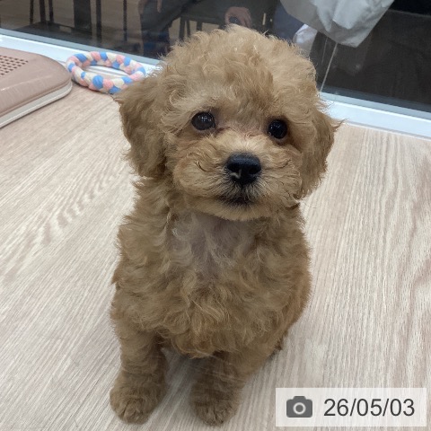 石川県のトイプードル(トイ) (ペットプラス 白山店/2026年2月24日生まれ/男の子/レッドフォーン)の子犬の3枚目の画像