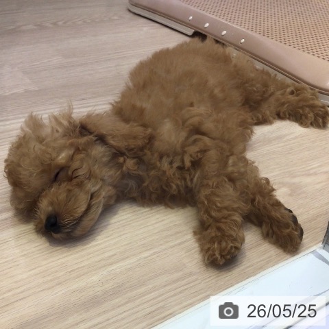 富山県のトイプードル(トイ) (ペットプラス となみ店/2026年2月24日生まれ/男の子/レッドフォーン)の子犬の3枚目の画像